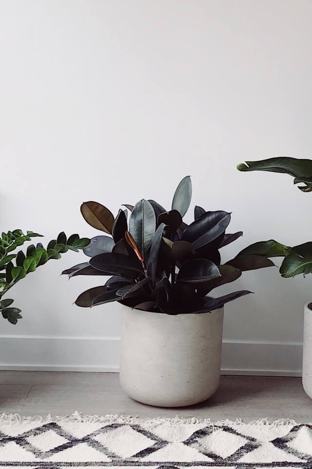 Hoya Obovatum - Imagem 2