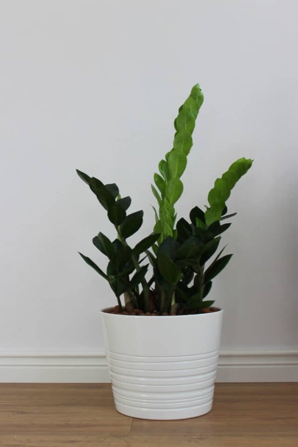 Zz Plants - Imagem 2