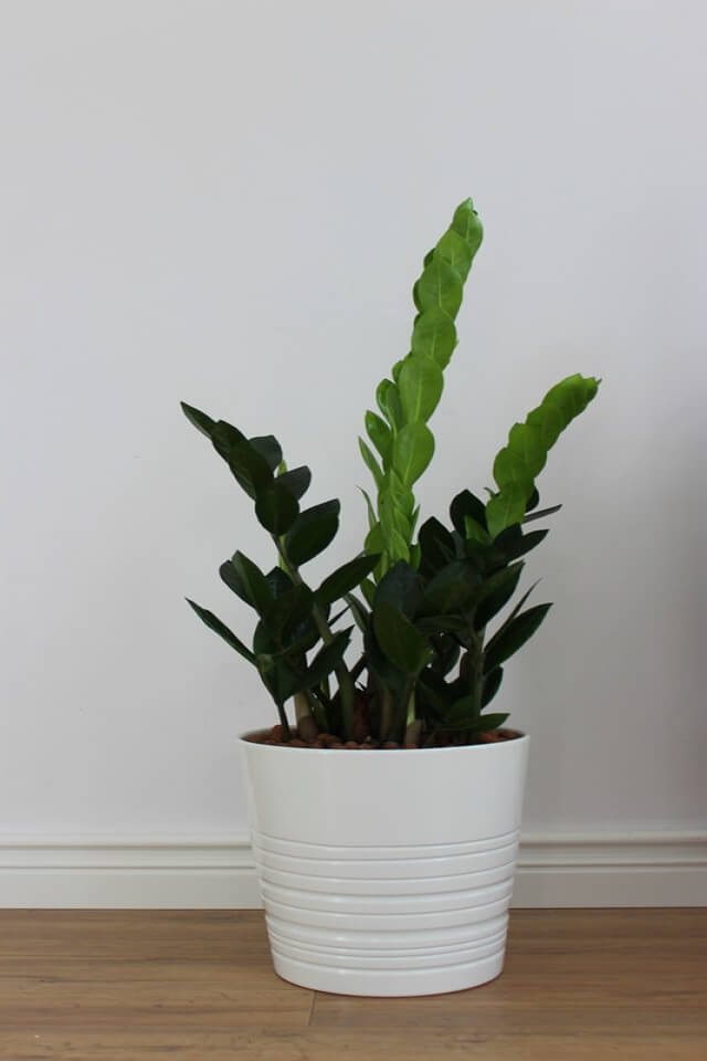 Zz Plants - Imagem 2